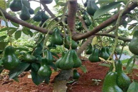 Lima Manfaat Biji  Alpukat Buat Keseha