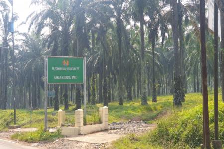 Pengelolaan Lahan HGU PT PN VIII Didug