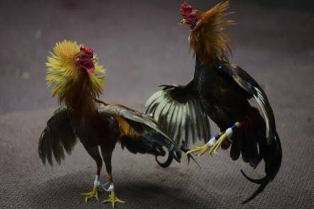  PERJUDIAN SABUNG AYAM DAN DADU KO