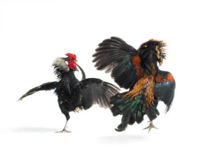 ARENA PERJUDIAN SABUNG AYAM DI KABUPAT