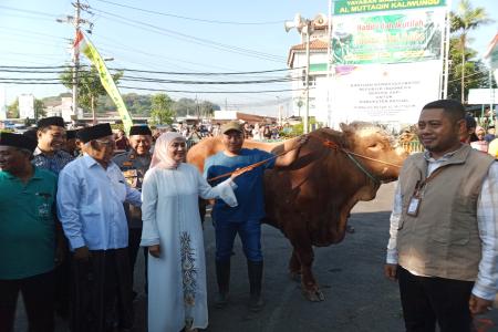 Bupati Kendal Salurkan Sapi Kurban Sim