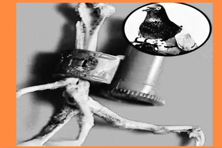 PESAN TERAKHIR DARI LANGIT: MISTER