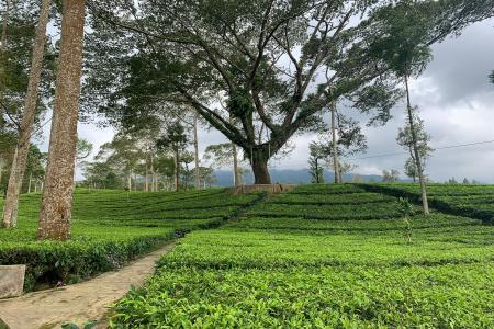 Agro Wisata Tambi Masuk 60 Besar Wonderful Indonesia Award 2025 Wonoso