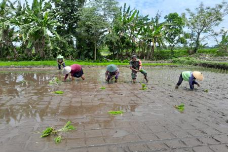 Babinsa Ngoran Dampingi Kelompok Tani 